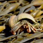 Take a 90-second trip to the underwater world of Maine’s rockweed (12/10/25)