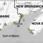 Letter: Effects of prolonged rockweed harvesting are not well studied (11/25/25)